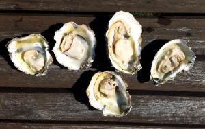 oysters-loren mcfalls