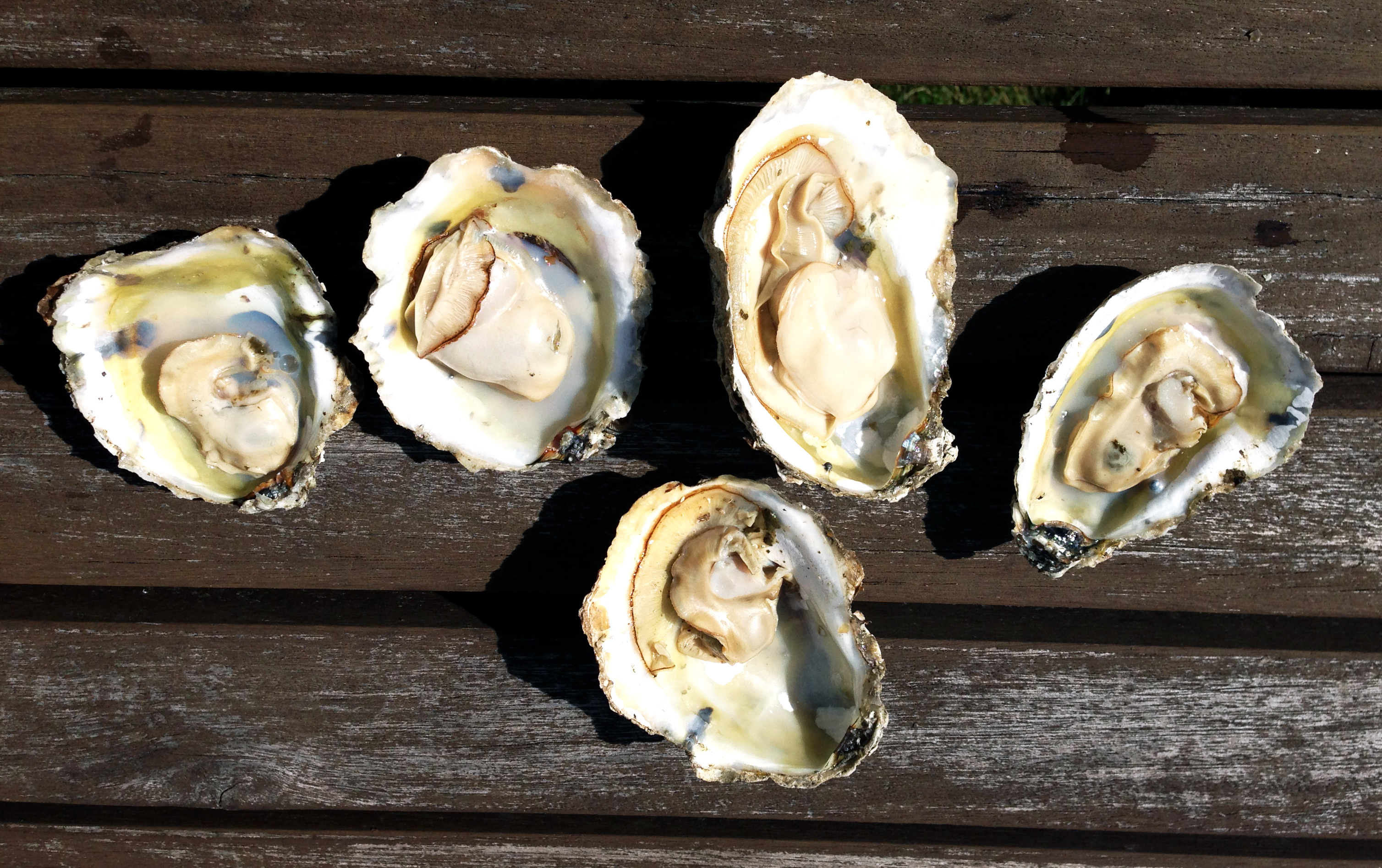 Read more about the article Oysters